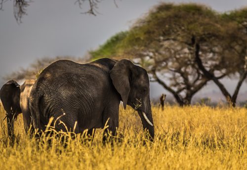 Black elephant on grass field