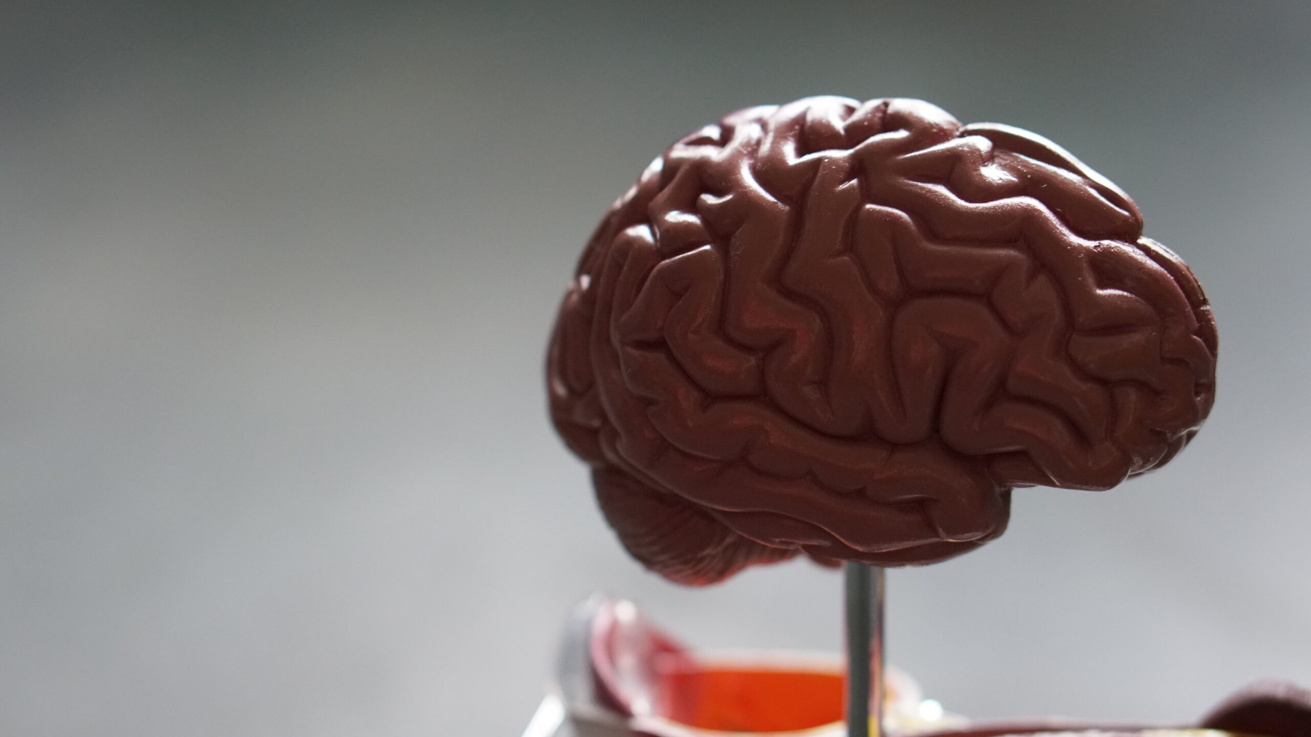 What is the weight of a human brain?