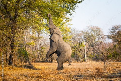 Eating elephant in Liwonde N.P. - Malawi