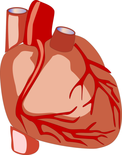 heart, human heart, anatomy