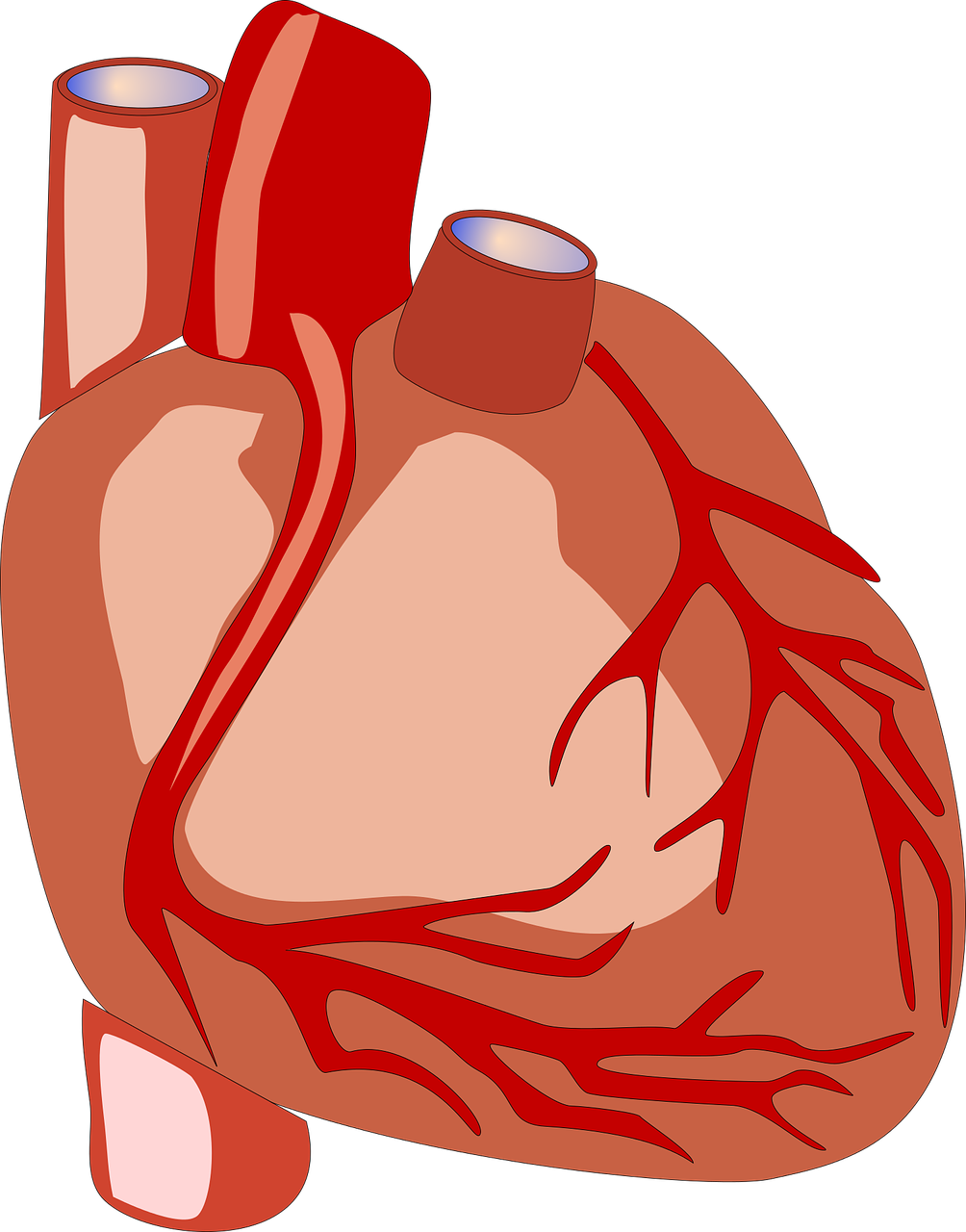 What is the weight of a Human heart?