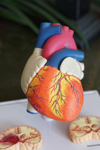 Heart model