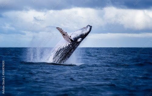 blue whale jumping out of the water in Australia. The whale is falling on its back and spraying water in the air.