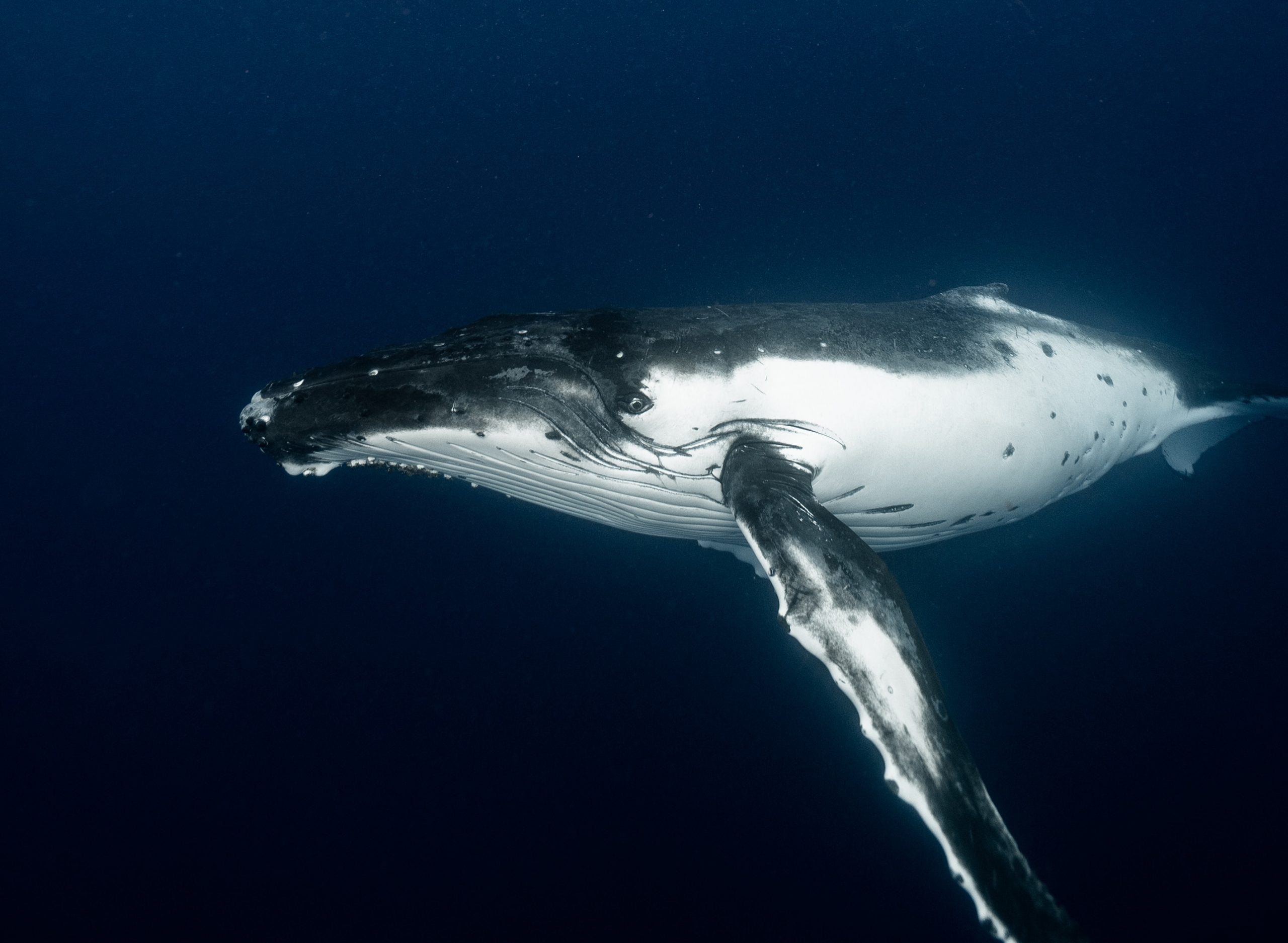 How much does a Blue Whale weigh?