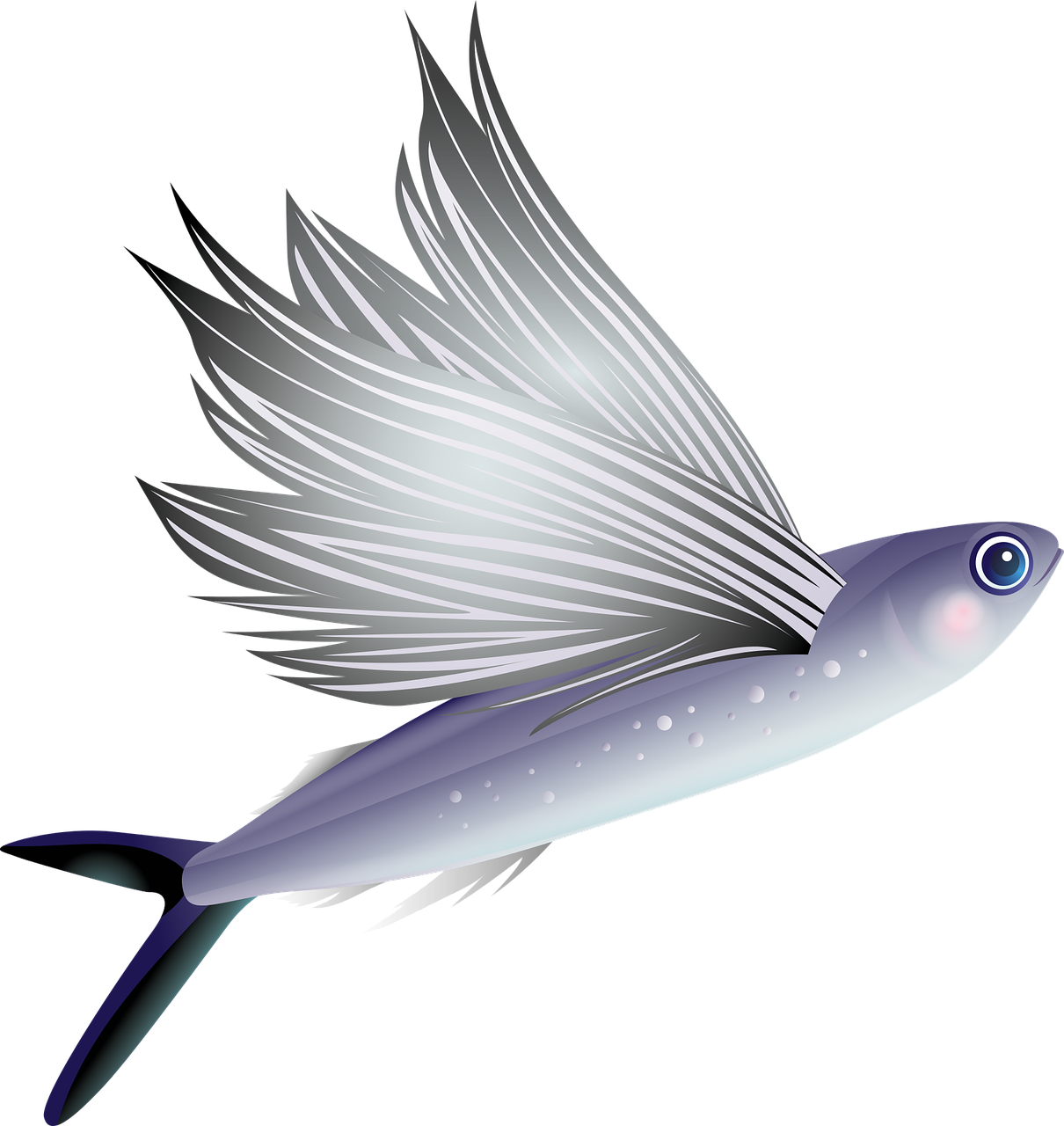 How much does a flying fish weigh?