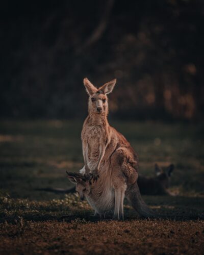 My Australian mate | Instagram: @manny.dream :)