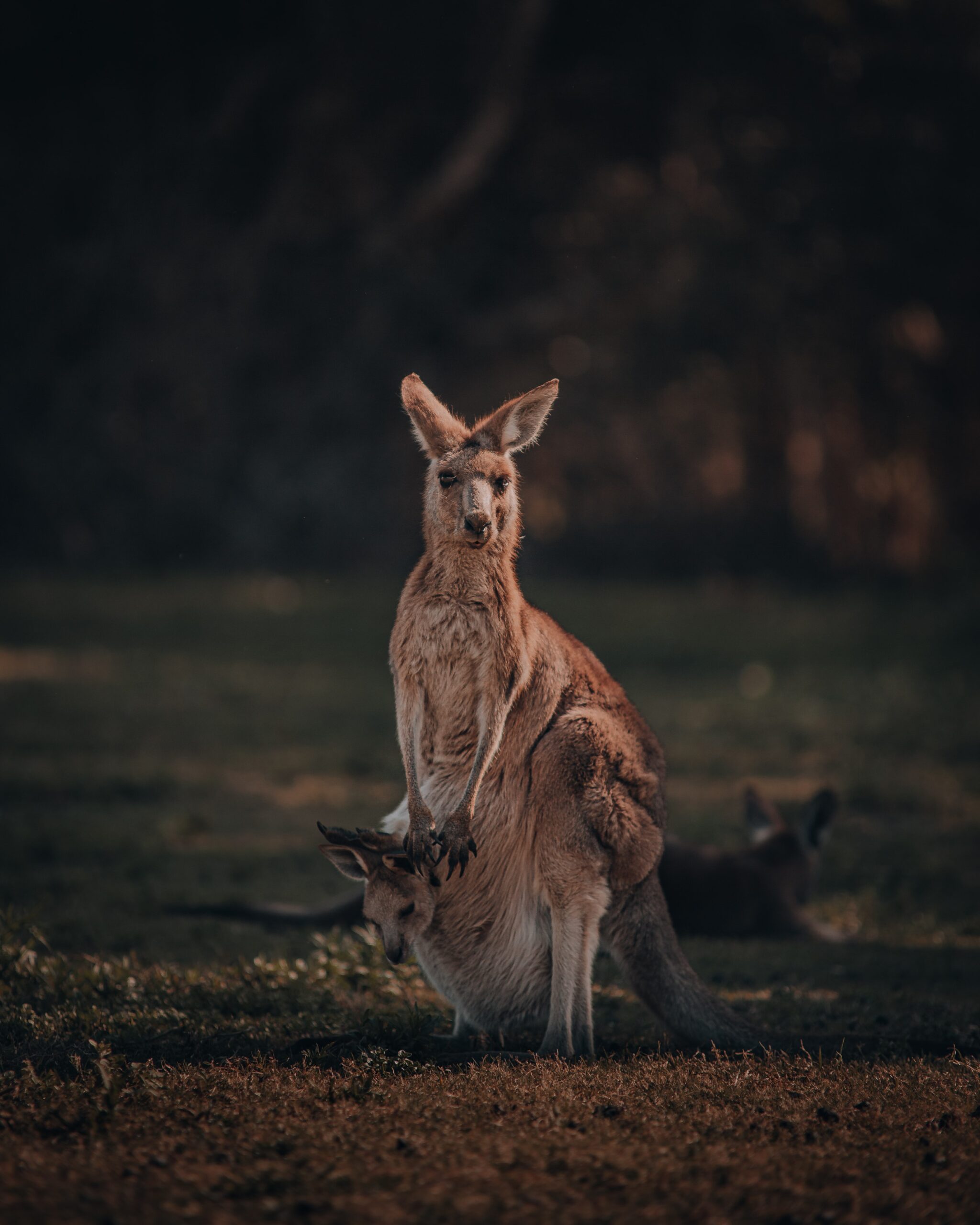 How much does a Kangaroo weigh?