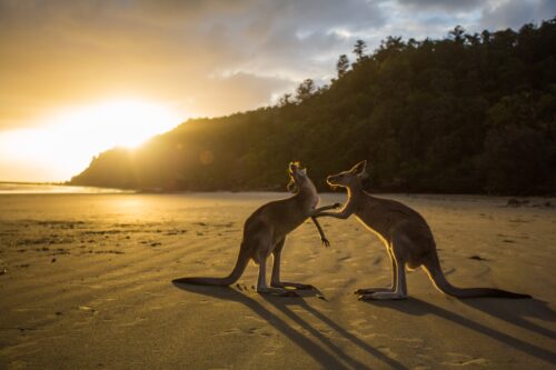 While living in a protected nature reserve, Kangaroos head to the beach for sunrise and breakfast.